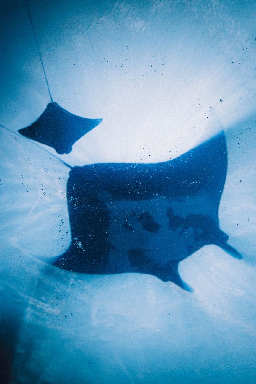 Ocean Deep Sea Rays