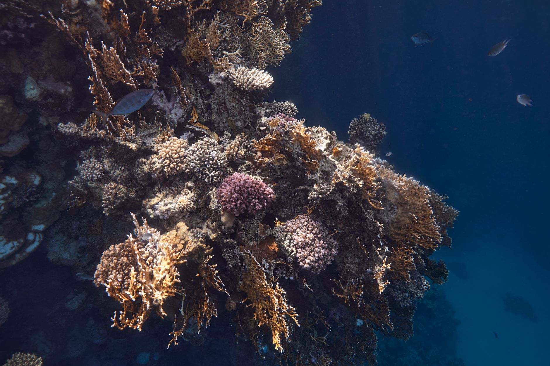 Coral Reef Sunlight