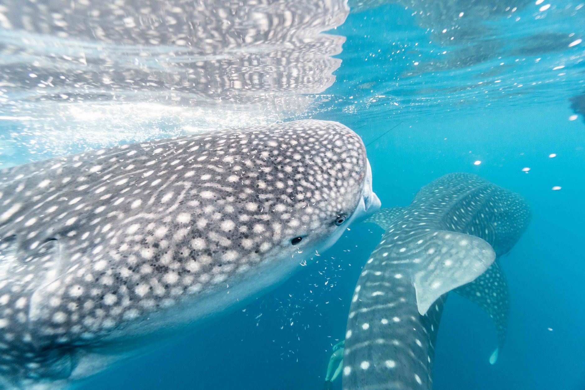 Whale Underwater